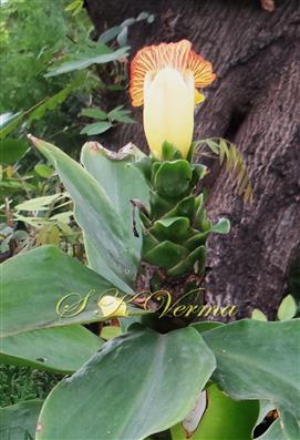 Inflorescence (Spike)